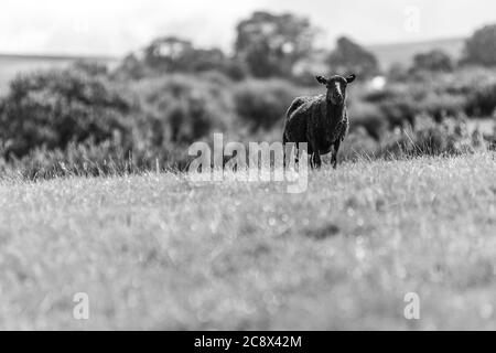 Una pecora di montagna nera di una sola gallese che pascolano in un campo sulle Black Mountains, Trapp, Carmarthenshire Foto Stock