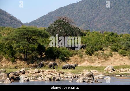 Come una razza mandria si rilassa all'ombra di un Baobab un altro sta bevendo nelle acque del Grande fiume Ruaha. RUAHA ha molte caratteristiche sceniche diverse Foto Stock