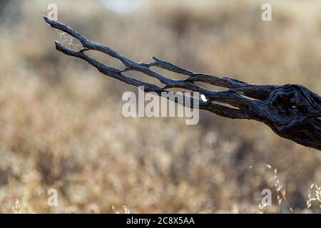 Un dettaglio di uno scheletro di cactus che giace sul terreno nel deserto di sonora dell'Arizona. Foto Stock