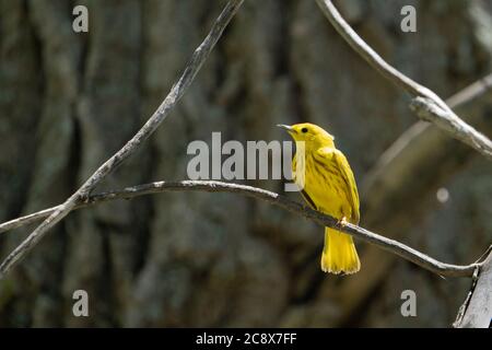 Guerriera giallo arroccato in un albero e firma in un parco Foto Stock