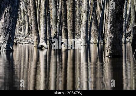 Tronchi d'albero riflessi in un bosco allagato in primavera Foto Stock