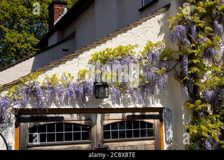 Interessante Wisteria che cresce nel muro della casa domestica, Kent, Inghilterra Foto Stock