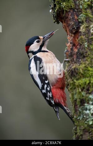 Picchio maschio Grande puntato sul salice Foto Stock