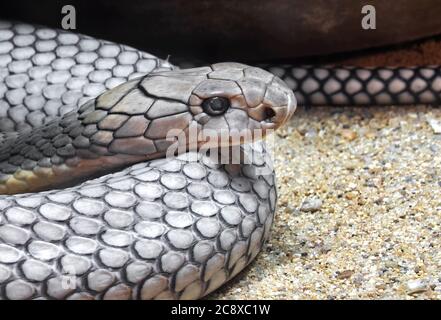 Closeup testa di re Cobra avvolto su sabbia Foto Stock