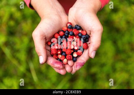 Primo piano di mani di bambini che tengono bacche selvatiche e mirtilli appena raccolti, mani sporche Foto Stock