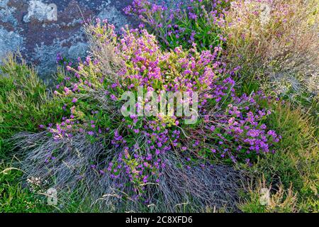 Primo piano di una vibrante pianta di Bell Heather viola in piena fioritura contro una roccia gritstone. Foto Stock