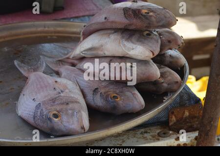 Mosche infestanti pesce in vendita presso Mbour Landing site e mercato del pesce, Senegal Foto Stock