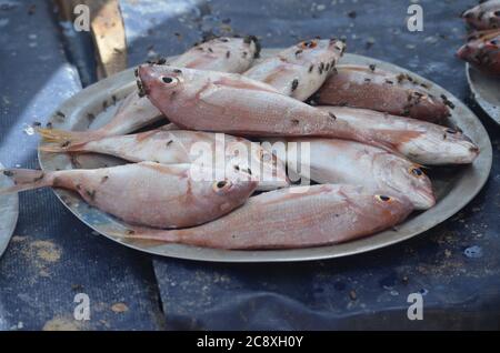 Mosche infestanti pesce in vendita presso Mbour Landing site e mercato del pesce, Senegal Foto Stock