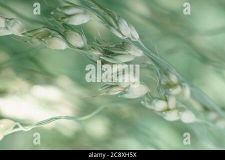 Primo piano bellissima erba sudanese Sorghum di a su uno sfondo di foglie verdi. Natura motivo trama di sfondo per il design. Foto Stock