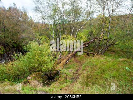 Autunno a Glen Etive, Scozia, Regno Unito Foto Stock