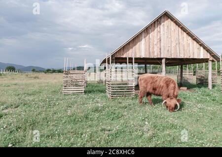 Shetland marrone Bos taurus nel prato bellissimo paesaggio di montagna sfondo. Foto Stock