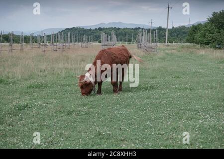 Shetland marrone Bos taurus nel prato bellissimo paesaggio di montagna sfondo. Foto Stock