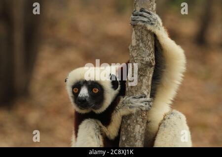 Sifaka di Coquerel, Madagascar Foto Stock