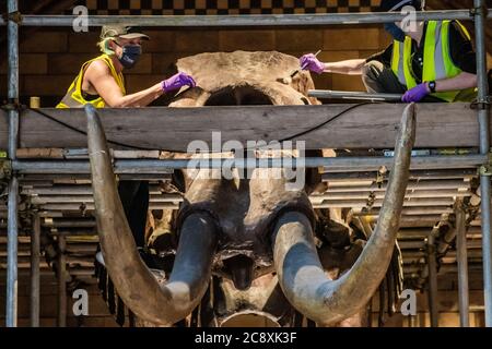 Londra, Regno Unito. 27 luglio 2020. SOTTOPOSTO A EMBARGO FINO alle 00:01, 28 LUGLIO 2020 - il Mastadon americano alto 3 m viene pulito dai membri del team di conservazione - il Museo di Storia Naturale effettua i preparativi finali prima di riaprire la prossima settimana, il 05 agosto. Il "blocco" continua per l'epidemia di Coronavirus (Covid 19) a Londra. Credit: Guy Bell/Alamy Live News Foto Stock