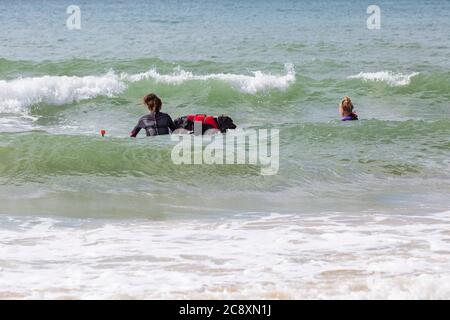Addestramento del cane - cane di Cocker Spaniel imparare a paddleboard paddle board a Branksome Dene Chine Beach, Poole, Dorset, Regno Unito nel mese di luglio Foto Stock