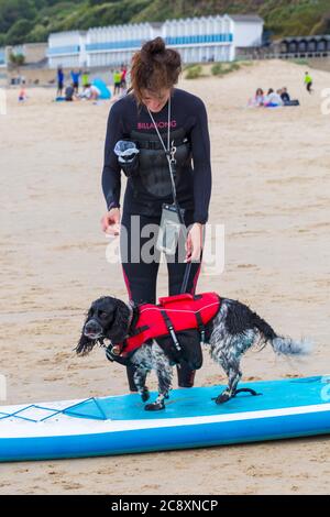 Addestramento del cane - cane di Cocker Spaniel in piedi sul paddleboard a Branksome Dene Chine Beach, Poole, Dorset, Regno Unito nel mese di luglio Foto Stock