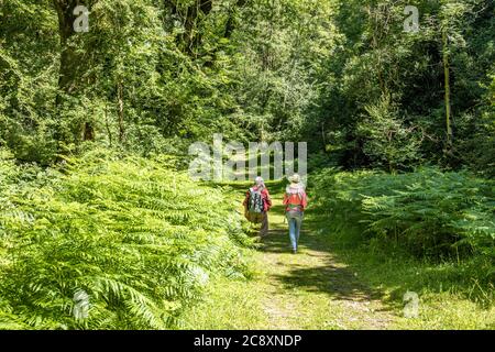 Due lady escursionisti a piedi a Dunkery e Horner Wood National Nature Reserve a Horner Wood sul Parco Nazionale Exmoor, Somerset UK Foto Stock