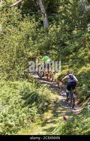 Mountain bikers cane a piedi in Dunkery e Horner Wood National Nature Reserve a Horner Wood sul Parco Nazionale Exmoor, Somerset UK Foto Stock