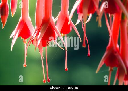 Fiori Rosso Fuchsia 'Trumpeter' Foto Stock
