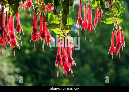 Tromba rossa fiori Fuchsia 'Trumpeter' appendere pianta fiori tubolari rossi Foto Stock