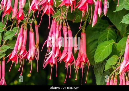 Tromba fiori Fuchsia 'Trumpeter' Foto Stock