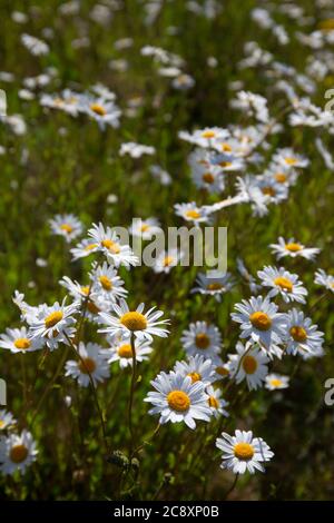 Oxeye margherite in campo prato, Oxfordshire, Inghilterra Foto Stock