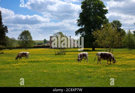 Long Horn Cattle a Rousham House and Gardens, Oxfordshire, Inghilterra Foto Stock