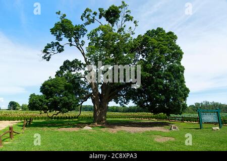 Fonthill Ontario Canada, il Comfort Maple, uno degli alberi più antichi del Canada di età superiore a 450 anni. Foto Stock