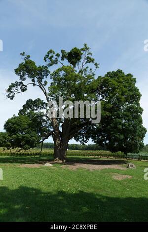 Fonthill Ontario Canada, il Comfort Maple, uno degli alberi più antichi del Canada di età superiore a 450 anni. Foto Stock