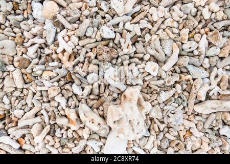 Pezzi coralli morti mescolati con pietre e conchiglie sulla riva della sabbia. Foto Stock