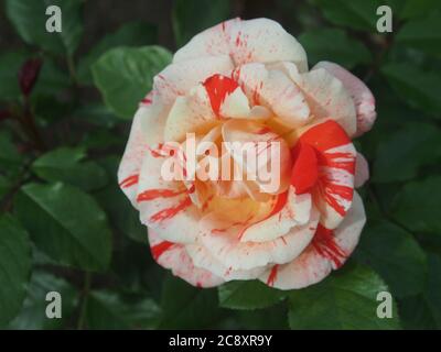 Fiore di rosa multicolore 'Hanky panky' in piena fioritura Foto Stock