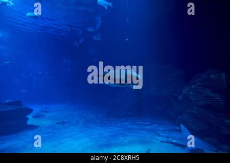 Squalo tigre nell'oceano circondato da pesci, profondità, sabbia, rocce, vari animali Foto Stock