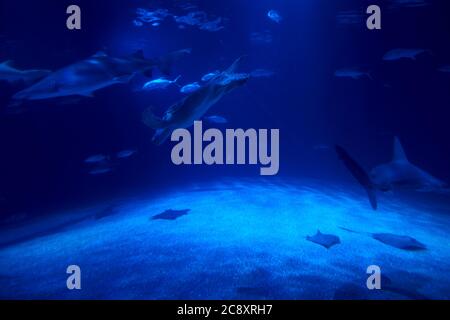 Gruppo di animali marini nell'oceano, tartaruga, pesce, squalo Foto Stock