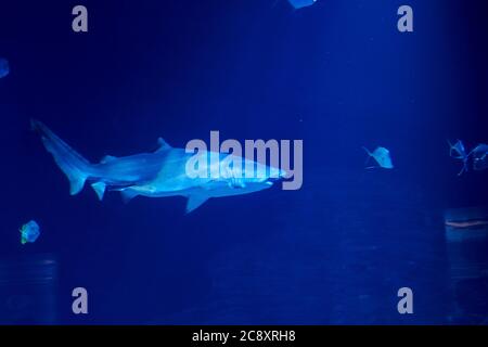 Squalo tigre nell'oceano circondato da pesci, profondità, sabbia, rocce, vari animali Foto Stock