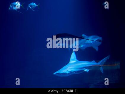 Squalo tigre nell'oceano circondato da pesci, profondità, sabbia, rocce, vari animali Foto Stock