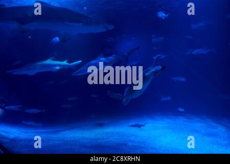 Gruppo di animali marini nell'oceano, tartaruga, pesce, squalo Foto Stock