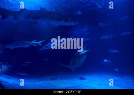 Gruppo di animali marini nell'oceano, tartaruga, pesce, squalo Foto Stock