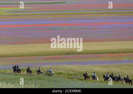 Castelluccio di Norcia, Italia - Luglio 2020: Escursioni a piedi e a cavallo lungo una valle colora di campi di lenticchie in estate Foto Stock