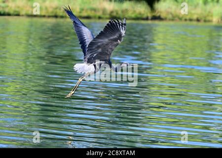 Vienna, Austria. Airone grigio (Ardea cinerea) nel parco acquatico Floridsdorfer Foto Stock