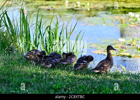 Vienna, Austria. Mallards nel parco acquatico Floridsdorf (Anas platyrhynchos) Foto Stock