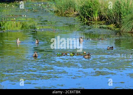 Vienna, Austria. Mallards nel parco acquatico Floridsdorf (Anas platyrhynchos) Foto Stock