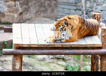 Una grande tigre a righe giace tranquillamente al sole su una piattaforma di legno e sembra tristemente di fronte a lui, copia spazio. Foto Stock