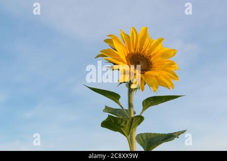 Girasoli in un campo nel Lee Valley Country Park, vicino a Cheshunt, Hertfordshire Foto Stock