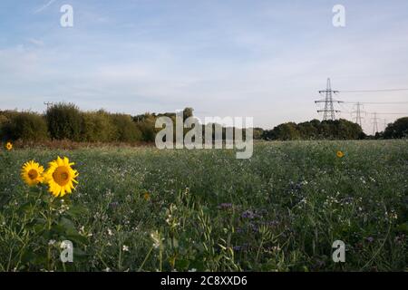 Girasoli in un campo nel Lee Valley Country Park, vicino a Cheshunt, Hertfordshire Foto Stock