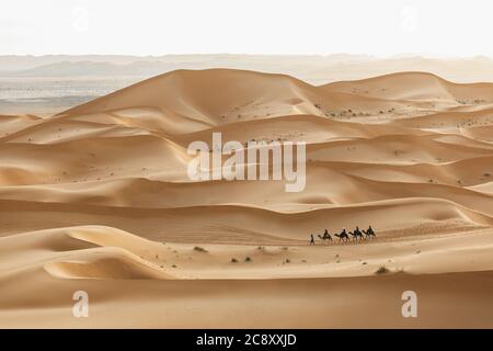 Gruppo di carovane di cammelli nelle dune di sabbia del deserto in Marocco, Sahara. Splendido tramonto in color pastello. Sfondo stratificato. Trasporto tradizionale arabo. Foto Stock