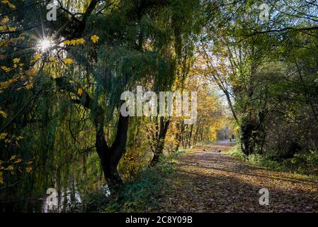 Un sentiero lastricato attraverso il Lee Valley Country Park lungo l'Old River Lea, Hertfordshire, Regno Unito Foto Stock
