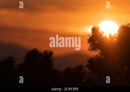 Silhouette di ramo di pino con intenso tramonto su sfondo arancione. Vacanze, turismo e ottimismo concetti. Foto Stock