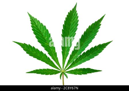 Cannabis, foglie di marijuana isolate su bianco Foto Stock