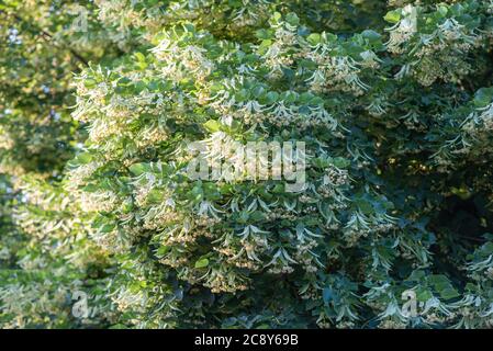 Fioritura branchi tiglio albero all'aperto in una giornata di sole. Le proprietà curative del tè del fiore di linden. Tiglio piccolo-lievitato Tilia. Foto Stock