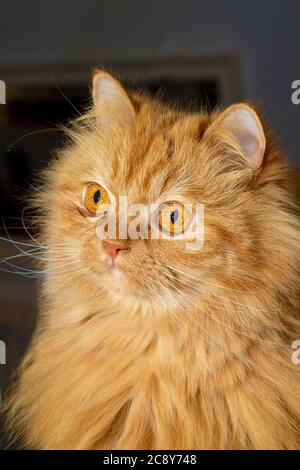 Splendido gatto persiano arancione con uno sguardo profondo Foto Stock